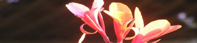 My image